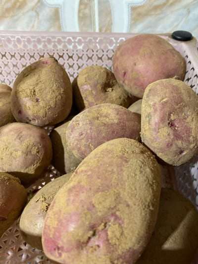 A close-up image displays numerous unwashed red-skinned potatoes, heavily coated in light brown soil, contained within a light pink plastic basket. The basket features a repetitive lattice pattern of small, rounded rectangular cutouts. A small, dark, circular object rests on the basket's upper right rim. The background reveals a tiled wall with a decorative, ornate light-colored pattern. The scene is illuminated by overhead light, indicating an indoor setting in Sidi Chahmi, Algeria. No individuals or active interactions are depicted.