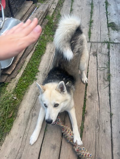 A Siberian husky is playing tug-of-war with a rope toy on a wooden boardwalk in Mezhdurechenskiy, Russia. The dog has tan and black fur, with piercing blue and brown eyes. It is gripping the rope toy firmly in its mouth. The dog's tail is fluffy and white, curled over its back. A human hand is visible in the upper left corner of the image, reaching towards the dog. The boardwalk is made of weathered wooden planks, with grass growing between them. In the background, there are stacks of wood and some greenery. The scene appears to be an outdoor setting, possibly a yard or a park.