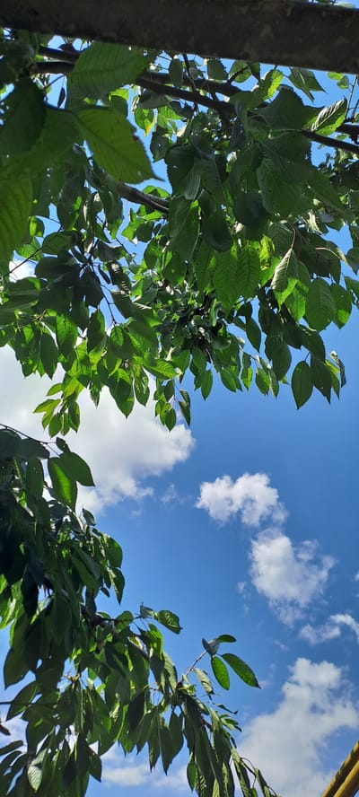 The image is a low-angle shot looking up through the branches and green leaves of trees towards a bright blue sky with scattered white clouds. The foliage is dense in some areas, creating dappled sunlight effects. On the left side, a portion of a tree trunk is visible, appearing dark and textured. On the right side, some yellow structure is partially visible at the top edge. The scene suggests a natural, outdoor setting, likely a park or a garden, given the presence of trees and the open sky. The lighting indicates it is daytime, possibly late morning or early afternoon, under fair weather conditions. No people or specific objects other than the natural elements are present. The overall impression is one of natural beauty and tranquility. The location context is Rădoaia, Moldova.