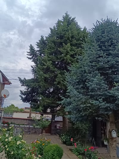 This image captures a tranquil residential garden scene in Stroevo, Bulgaria, under a cloudy, overcast sky. The foreground and midground are filled with lush vegetation, primarily featuring two large evergreen trees: a tall, dark green conifer on the left and a prominent blue-green spruce-like tree on the right.

The garden beds are abundant with flowering plants, including numerous rose bushes displaying white, pink, and yellow blooms, alongside other green shrubs. Paved pathways weave through the garden, leading towards a dark, ornate metal gate integrated into a stone wall topped with terracotta tiles. A section of a house with a brown roof is visible on the far left, featuring a white satellite dish attached to its exterior. Overhead power lines stretch across the upper-left portion of the frame.

Notable details include a small, white decorative birdhouse affixed to the trunk of the blue-green tree, and wind chimes hanging from its branches. A coiled garden hose is also visible on a metal stand within a garden bed. The soft, diffuse light from the overcast sky suggests it is daytime, but without direct sunlight. The scene depicts a quiet, well-maintained outdoor space with no specific activity taking place. No visible text is discernible in the image.