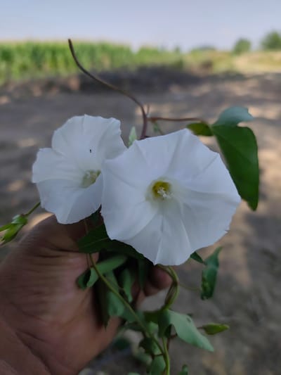 In the city of Sakaldy, Kyrgyzstan, a hand holds two delicate white bindweed flowers in a close-up shot. The flowers, with their distinctive trumpet shape and yellow centers, are the primary focus, while the background is blurred, showing hints of green foliage and a pale sky. The hand, with its skin tone and visible lines, suggests a human presence, grounding the image. The overall scene evokes a sense of natural beauty and gentle interaction with the environment.