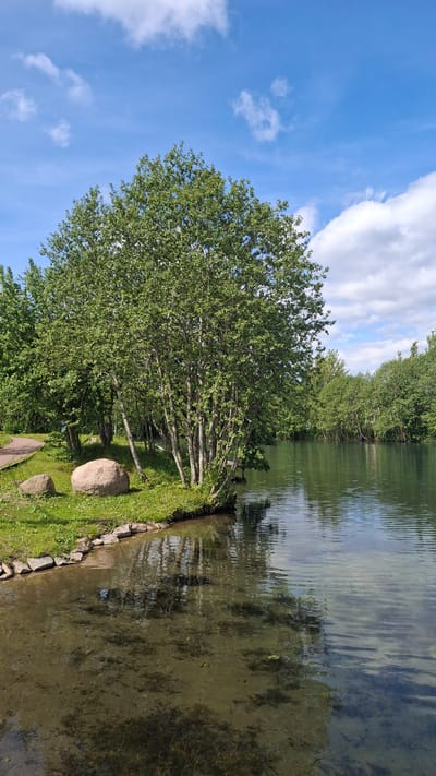 A serene natural landscape features a body of water, likely a lake or wide river, bordered by lush green trees under a partly cloudy blue sky. The foreground bank is covered in vibrant green grass, with several large, smooth, light-colored rocks scattered near the water's edge. A cluster of trees with multiple slender trunks and dense green foliage dominates the left side of the scene, while more trees line the opposite bank, creating a continuous green corridor.
The water's surface exhibits gentle ripples, reflecting patches of the blue sky and the surrounding trees, indicating calm conditions. In some shallower areas, the water appears clear enough to reveal the bottom, possibly with submerged vegetation or sediment. The sky above is a bright blue, dotted with scattered white cumulus clouds.
The scene depicts a peaceful daytime environment, bathed in natural light. There is no discernible activity taking place, emphasizing the tranquility of the natural setting. No people or visible text are present in the image.