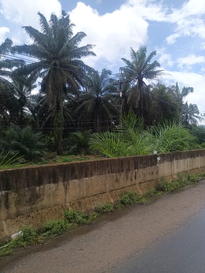The image shows a scene from Na Nuea, Thailand. A gray, weathered concrete barrier runs along the roadside. Beyond the barrier, dense vegetation includes various tropical plants and several palm trees. Overhead, power lines traverse the scene. The sky is partly cloudy with patches of blue visible. The asphalt road is damp, suggesting recent rain. No people are visible in the scene.
