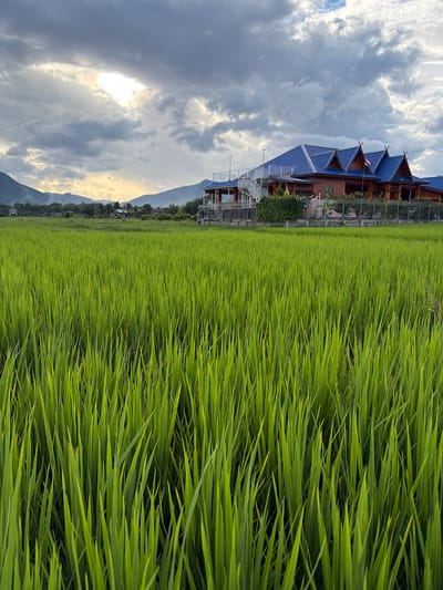 The image depicts a lush green rice paddy field in the foreground, with tall, vibrant green rice stalks filling the lower half of the frame. In the middle ground, a traditional Thai-style building with a distinctive blue tiled roof and wooden exterior stands prominently. The building features multiple peaked roofs and an elevated walkway with white stairs. Beyond the building, a range of green mountains forms the horizon. The sky above is dramatic, with a mix of dark, heavy clouds and patches of bright sunlight breaking through, creating a dynamic atmosphere. The scene appears to be located in the rural outskirts of Ban Pong, Thailand, given the characteristic landscape of rice paddies, traditional architecture, and mountainous backdrop common to the region. There are no people or animals visible in the frame. The overall impression is one of natural beauty and cultural heritage, with a hint of impending weather changes.
