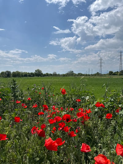 The image depicts a field of vibrant red poppies in Dragor, Bulgaria. The field is primarily green with tall grass and other vegetation interspersed with the poppies. In the background, a line of trees defines the horizon, and beyond that, a clear blue sky dotted with fluffy white clouds. Power lines supported by metal towers are visible in the distance. No people are present in the scene.