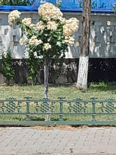The image captures a close-up view of a bush with light-colored flowers, possibly hydrangeas, set against a backdrop of a brick wall with a patterned tile border. To the left, a portion of a blue structure, possibly a window frame or railing, is visible, adorned with green foliage. A horizontal wooden beam is positioned across the frame, in front of the wall and foliage. The wall itself is textured, with visible brickwork and some lighter, possibly whitewashed, sections. The tile border features a repeating geometric pattern in green. The lighting suggests it is daytime, with dappled sunlight illuminating parts of the scene. The overall impression is of a garden or courtyard setting, possibly in a Mediterranean or similar climate given the flowering bush and tiled elements. The image appears to be taken in Cimișlia, Moldova. There is no discernible text in the image.