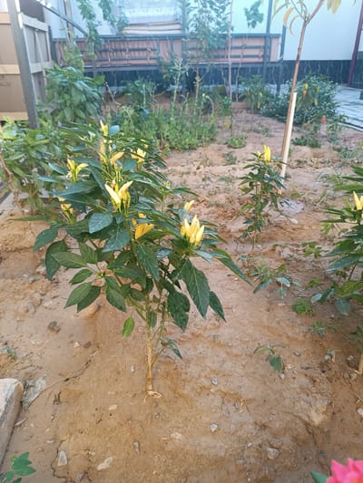 In Shamsiabad, Uzbekistan, a close-up view focuses on a small chili pepper plant with vibrant yellow peppers and dark green leaves. The plant is rooted in sandy soil, with small pebbles and dry soil fragments visible around its base. In the background, other pepper plants are present, some bearing peppers in shades of yellow, red, and orange. The scene is set outdoors, with elements of a backyard or garden, including a metal fence structure, a wooden pole, and some overgrown vegetation. The lighting suggests it is daytime.