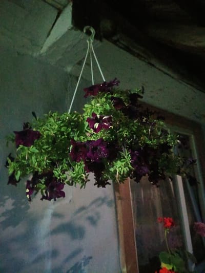 A hanging basket filled with dark purple petunias and green foliage is suspended by white cords from a ceiling beam. The basket is positioned in front of a gray wall and a window with a wooden frame. Below the window, a red geranium and other plants are visible. The lighting is dim, casting shadows on the wall. The scene appears to be outdoors, possibly on a porch or under an eave. The location is Litynia, Ukraine.