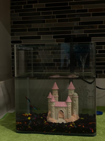 The image shows an aquarium with a castle decoration, black gravel, and two neon tetra fish. The aquarium has a filter on one side. It is placed on a surface next to a wall covered with a dark-colored, mosaic-tiled backsplash. A green towel is draped on the right side of the aquarium. The location is unknown, and the image does not provide enough information to determine its presence in Windermere, United States.