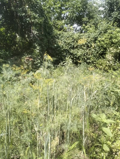 The image shows a dense patch of green vegetation, primarily consisting of tall, slender plants with feathery leaves and some yellow flower clusters. The plants appear to be dill. The background is filled with lush green trees and foliage, suggesting an outdoor, natural environment. The lighting indicates it is daytime, likely sunny, with dappled shadows. There are no people or animals visible in the image. The scene depicts a thriving garden or wild area, with the plants reaching upwards towards the sunlight.