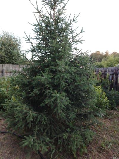 A medium shot photograph captures a young spruce tree in a yard. The tree is dense with dark green needles and has a conical shape. The background features a weathered wooden fence, lush green foliage, and a glimpse of a forested area with a pale sky above. The ground is covered in dry grass and soil, with a black irrigation hose visible at the bottom left. The image appears to be taken in an outdoor setting in Жернов ауылдық округі, Kazakhstan.