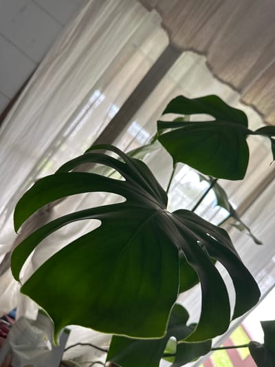 A close-up, low-angle shot focuses on the large, dark green, fenestrated leaves of a Monstera plant. The leaves are positioned in the foreground, with their characteristic holes and split edges clearly visible. Behind the plant, sheer white curtains are drawn, allowing diffused sunlight to filter through, creating a soft, airy background. The light casts subtle shadows and highlights on the leaves, emphasizing their texture and form. Hints of what appears to be a window frame and possibly some greenery can be seen through the curtain. The overall impression is one of indoor greenery bathed in natural light. The image does not provide any discernible information about the city of Nizhneye Myachkovo, Russia.