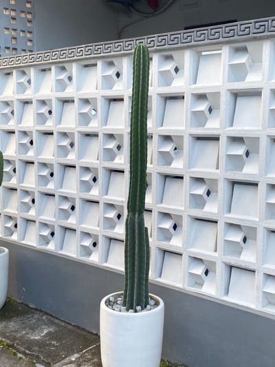 A tall green cactus in a white pot is positioned in front of a white concrete wall with a pattern of square indentations. The wall is located in Piyungan, Indonesia, at the coordinates -7.827, 110.483. The wall is partially obscured by a low gray wall and the ground is covered in green vegetation. The cactus is the only subject in the image. The wall is constructed of white concrete blocks arranged in a geometric pattern, creating a series of square openings. The top of the wall features a decorative gray trim with a repeating pattern. The cactus is tall and slender, with multiple segments, each containing a cluster of small spines. The pot is round and white, with a textured surface. The plant is positioned in the center of the image, in front of the wall. The composition is simple and symmetrical, with a strong focus on the cactus.