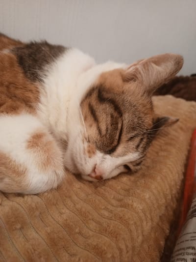 A domestic shorthair cat with calico markings is sleeping on a textured, light brown cushion. The cat's eyes are closed, and its head is resting on its paws. The background is a plain, light gray wall. A small portion of what appears to be a newspaper or magazine with text is visible in the lower right corner of the image. The scene is indoors, and the lighting is soft. There is no visible connection to Ruwan Eliya, Sri Lanka, or any specific city location.