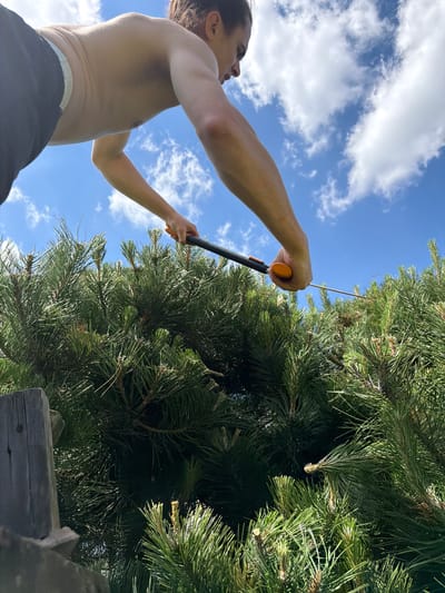 A young man with long, dark hair is captured from a low angle, looking upwards and to the right. He is shirtless, wearing dark pants with a white waistband. His arms are extended, and his right hand holds a pruning tool with an orange grip, preparing to trim a dense pine tree. The background consists of a vibrant blue sky dotted with white, fluffy clouds. In the foreground, on the left, a weathered wooden fence post is partially visible. The overall scene suggests an outdoor activity, likely in a residential area or garden. The specific location of Strzyżowice, Poland, is not visually evident from the image itself.