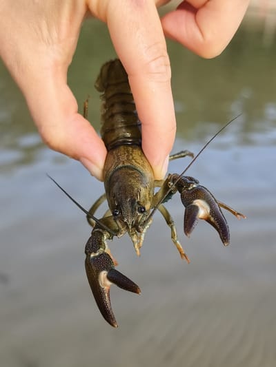 A person is holding a live crayfish with their fingers, showing the creature against a blurred background of water and sand. The crayfish is dark brown and green, with prominent claws and antennae. The background suggests an outdoor setting, possibly near a body of water. There is no visible indication of the specific location within Motala, Sweden.