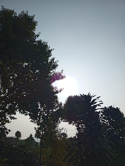 In Bellanneoya, Sri Lanka, a photograph captures a serene natural landscape under a pale, hazy sky. The sun, a luminous disc, is partially obscured by the dense foliage of a large tree in the foreground, creating a soft glow and lens flare. The tree's dark green leaves are silhouetted against the sky, with some leaves appearing reddish as they catch the sunlight. To the right, another tree with broad, spiky leaves stands prominently, also in silhouette. In the distance, smaller trees and vegetation are visible, hinting at a lush, rural environment. A hint of a building with a sloping roof can be seen peeking through the trees on the left, suggesting a proximity to human habitation within this natural setting. The overall atmosphere is one of tranquility and natural beauty.