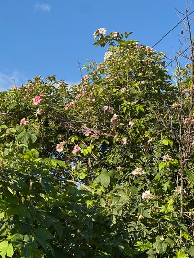 The image shows a close-up, low-angle shot of a lush, green vine covered in delicate pink and white flowers, against a clear blue sky. The vine is dense with leaves and branches, with some bare, twiggy sections interspersed. The flowers are small and appear to be in various stages of bloom, with some fully open and others in bud. Sunlight filters through the leaves, creating dappled light and shadow.
The scene is outdoors, with the bright blue sky indicating a clear and sunny day. The presence of the vine with blooming flowers suggests a natural setting, possibly a garden or a wild area. The overall impression is one of natural beauty and growth. There are no people or specific objects, aside from the vine itself and a thin wire that stretches diagonally across the upper left portion of the frame, possibly a power line or part of a trellis.
The time of day appears to be daytime, given the bright sunlight and blue sky. The weather is fair. No text is visible in the image. The orientation of the image is vertical, with the sky at the bottom and the vine filling the majority of the frame. The location context of Mikhaylovka, Kyrgyzstan, suggests this scene is likely from a rural or semi-rural area in Central Asia during the warmer months when flowering vines would be in bloom.