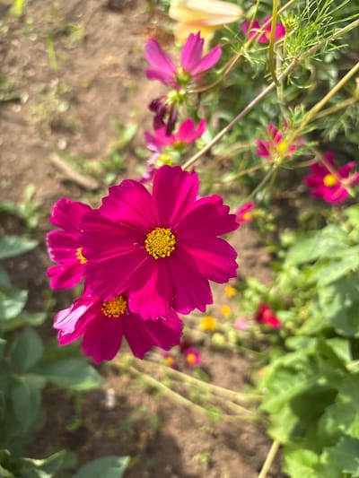 The image shows a close-up, eye-level view of bright pink cosmos flowers with yellow centers blooming in a garden. The flowers are the primary subjects, with a prominent bloom in the foreground and others slightly out of focus in the background. The environment appears to be a natural setting with soil and green foliage visible. The lighting suggests a sunny day. The image does not contain any recognizable landmarks or elements that would specifically place it in the city of Большелуг, Russia.