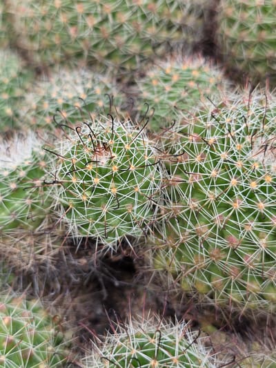 This is a close-up, macro photograph of a cluster of green cacti covered in white spines and some darker, hooked spines. The texture is intricate, with many small triangular formations of spines emanating from the green flesh of the cacti. Some areas of the cacti are blurred, suggesting a shallow depth of field or movement. The overall impression is one of dense, prickly growth. The image does not contain any people or identifiable landmarks that would place it within the city of Bireuenmeunasahreuleut, Indonesia. It is a naturalistic image focused entirely on the details of the cacti.