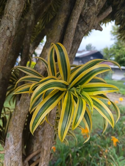A vibrant Dracaena reflexa 'Song of India' plant clings to a tree trunk. Its yellow and green striped leaves radiate from a central point. The bark of the tree is rough and textured, a light brown in color. In the background, out-of-focus houses and green foliage suggest a residential setting. Orange flowers dot the grassy area behind the plant, adding a touch of color to the scene.