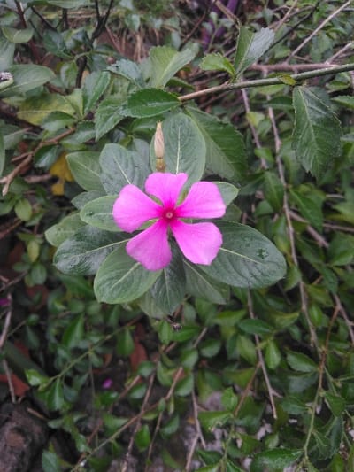 The image depicts a close-up, centered view of a single vibrant pink flower, identified as *Catharanthus roseus* (Madagascar Periwinkle), amidst dense green foliage in Cijedil, Indonesia. The flower exhibits five distinct, ovate, and slightly overlapping petals, radiating from a small, darker pink central point. Directly above the bloom, an elongated, pale green flower bud is visible. The surrounding environment consists primarily of various shades of dark green leaves, some appearing wet or glossy, intermingled with slender brown stems and branches. The background is composed of blurred green vegetation, indicating a shallow depth of field. No individuals, man-made objects, or dynamic actions are present within the frame.