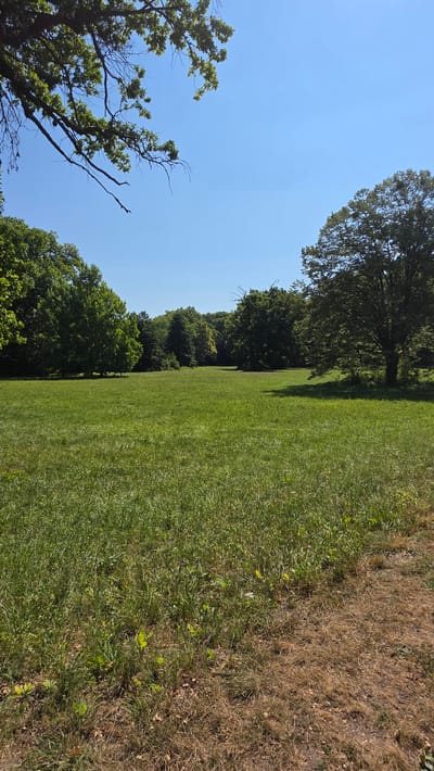This is a photograph of a wide, grassy field bordered by trees on the left, right, and in the background. The sky is clear and blue. In the foreground, the grass is a vibrant green, with patches of dry, brown grass and scattered leaves on the right side. The trees are lush and full of green leaves, suggesting a summer day. A large tree with a dense canopy is prominent on the right side of the frame. A tree branch with leaves hangs down from the upper left corner. The scene appears to be a park or a meadow within a natural setting. There are no people or animals visible in the image. The overall impression is one of a peaceful, open, and natural environment under a bright sky. This image depicts a section of the landscapes found within or surrounding the city of Bruckneudorf, Austria, characterized by its verdant fields and mature tree lines.