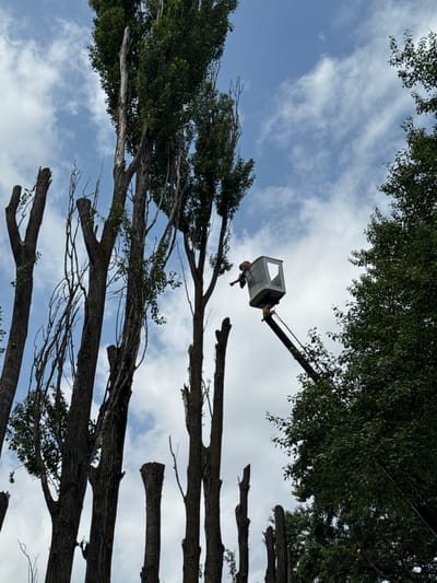 In Kvemo Khvedureti, Georgia, a tree service worker operates a cherry picker to trim tall trees. The worker, wearing an orange vest, is positioned in the cherry picker's bucket, reaching towards the upper branches of a tree. The surrounding environment consists of several tall, mostly bare trees with some remaining foliage, and a portion of a leafy green tree on the right side of the frame. The sky above is a mix of blue with scattered white clouds, suggesting daytime conditions. The scene captures a moment of urban arboriculture.