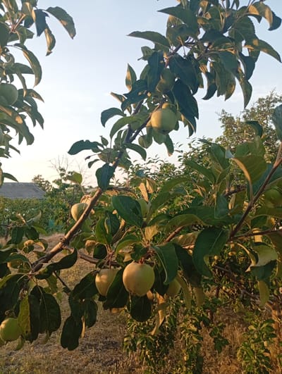 The image shows a close-up view of an apple tree with several green apples hanging from its branches. The branches are thick and dark brown, covered in lush green leaves that are partly illuminated by the golden light of the setting sun. Some of the apples are round and appear to be ripening, while others are smaller and less developed. The background is a soft blur of more greenery and dry grass, with a hint of a house with a grey roof visible in the distance. The overall impression is one of a peaceful, rural setting, likely a garden or orchard. The light suggests it is late afternoon or early evening, and the weather appears to be clear and warm. There is no visible text in the image.