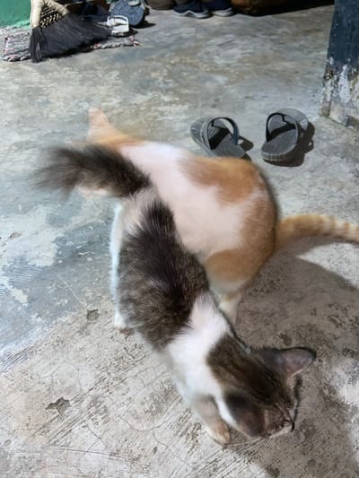Two cats are lying on a concrete floor. The cat on the left is mostly orange and white, with its back to the camera. The cat on the right is tabby and white, with its head turned up and to the side. Both cats appear to be resting or sleeping.
In the background, there are a pair of grey flip-flops. To the left of the cats, a pile of various items, including what appears to be a woven bag and some dark fabric, are visible. The concrete floor has a rough texture with some cracks and discoloration. The lighting suggests it is either evening or a dimly lit indoor space. There is no visible text in the image. The scene appears to be in Sekar Mawar, Indonesia.