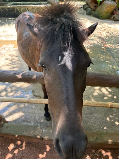 A close-up, eye-level shot focuses on the head of a brown horse standing behind a wooden fence. The horse's dark mane is disheveled and stands upright. Sunlight dapples across the scene, casting shadows from overhead foliage onto the ground and the horse's face. The horse's eyes are dark and appear to be looking directly at the camera. A faint star marking is visible on its forehead. The background shows a concrete pathway interspersed with dirt and rocks, with some greenery and larger rocks in the distance. The overall setting suggests an outdoor enclosure or stable environment.