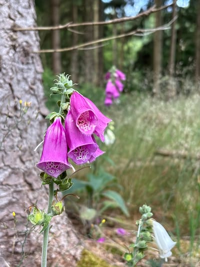 The image shows a close-up of a foxglove plant with several bell-shaped, purple flowers. The flowers have speckled interiors, and are on a green stem with smaller buds. To the right, a single white foxglove flower is visible. The background is blurred, showing a forest setting with trees and foliage. The foreground consists of a rough, grey texture, possibly a log or stone. The lighting suggests it is daytime, and the overall mood is natural and serene. There are no people, objects, or visible text in the image. The location context is Jyderup, Denmark.