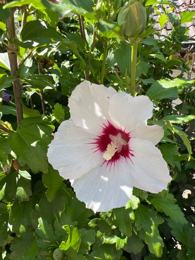 A close-up shot shows a white hibiscus flower with a deep red center. The flower is in focus and takes up a significant portion of the frame. The petals are delicate and slightly ruffled, with visible veins. The stamen and pistil are a pale yellow and cream color. The background is filled with lush green leaves of the hibiscus plant, with some dappled sunlight filtering through. In the upper right portion of the image, a green hibiscus bud is visible. In the distance, a portion of a tiled roof is also visible, suggesting an outdoor setting. The image was taken in Moosburg, Germany.