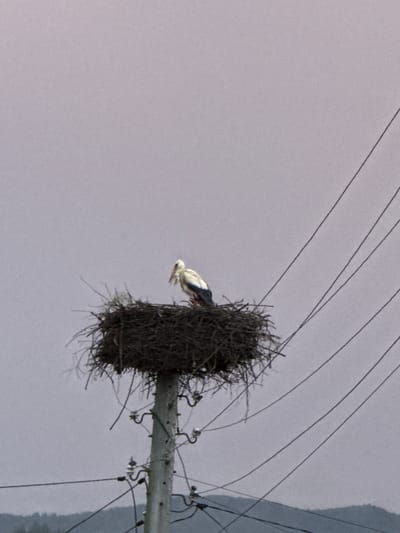 The image depicts a large bird's nest situated on a utility pole. A white bird with black markings is visible near the nest. The background is a gray sky. Electrical wires stretch across the upper portion of the image. The scene is possibly located in Zhaltusha, Bulgaria.