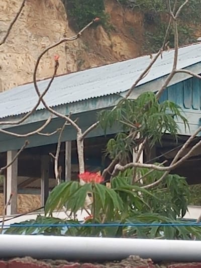 The image shows a close-up of a plant with bright red flowers in the foreground, set against a backdrop of a building with a corrugated metal roof and a sloping, earthy hillside with some greenery. The building appears to be a simple structure with blue siding and white posts. Bare branches of a tree or shrub are intertwined with the plant. The overall scene suggests an outdoor setting, possibly in a rural or semi-rural area, given the natural elements and the somewhat rustic appearance of the building. The location is identified as Puloblang, Indonesia. No people are visible in the image.