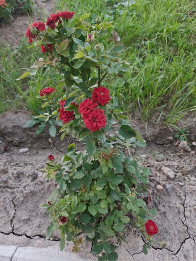 An outdoor, eye-level, vertical medium shot captures a small rose bush with multiple deep red blooms and green leaves. The bush is planted in dry, cracked soil, with patches of green grass visible in the background. There are no people or animals in the frame. The scene is likely a garden or a natural area in Panjakent, Tajikistan, given the dry climate suggested by the soil.