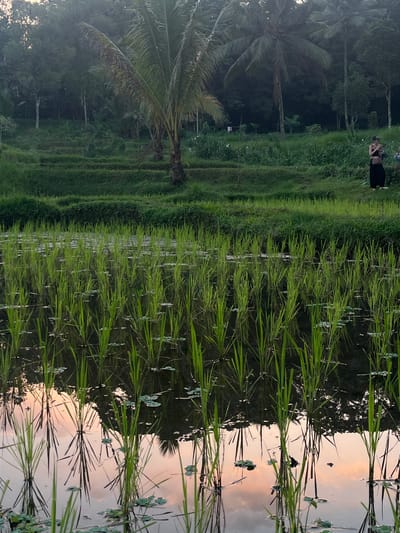 The image depicts a terraced rice paddy field in Tetebatu, Indonesia, during what appears to be either sunrise or sunset, given the warm hues reflected in the water. Lush green rice stalks emerge from the shallow water, their reflections mirroring the sky's gentle colors. In the background, a dense tropical forest with tall palm trees dominates the landscape, creating a verdant backdrop. A person, possibly a woman wearing dark clothing and a hat, stands on a pathway bordering the rice terraces, observing the scene. The overall atmosphere is serene and natural, highlighting the beauty of rural Indonesian landscapes.