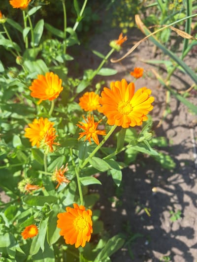 In a sun-drenched garden, calendula flowers in vibrant shades of orange and yellow bloom amongst lush green foliage. The flowers are depicted in various stages of bloom, with some fully open and others in bud. The soil beneath is visible, with shadows cast by the surrounding plants. The scene is an outdoor environment, likely a garden in the Бучацінскі сельскі Савет region of Belarus, given the context. No people or animals are present in the image, and the focus is entirely on the natural beauty of the flowers and their surroundings.