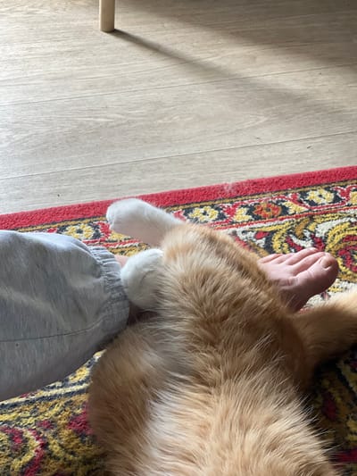 A close-up shot captures an orange and white cat lying on a patterned rug. The cat's soft fur is a prominent feature, with its paws, one white and one with visible toes, resting on the rug. The leg of a person, clad in light grey sweatpants, is visible on the left side of the image, its knee tucked near the cat. The scene is illuminated by natural light, casting soft shadows on the wooden floorboards visible in the background. The setting appears to be indoors, potentially a domestic environment in Khor, Russia.