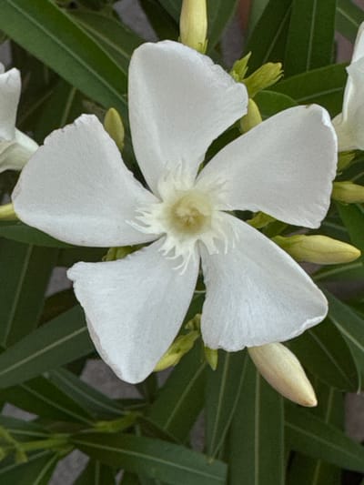 The image shows a close-up of a white flower with five petals, each with a slightly ruffled edge. The center of the flower is a pale yellow, with delicate white filaments. The flower is surrounded by dark green, needle-like leaves and several yellow flower buds. The background is dark and out of focus, with hints of gray. The lighting is soft, creating subtle shadows on the petals. The image appears to have been taken outdoors, possibly in a garden. There is no indication of any specific location in Wettstetten, Germany.