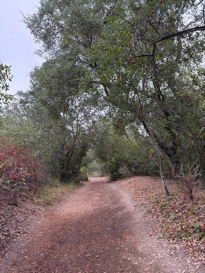 This media file depicts a natural outdoor scene, likely a trail in a wooded area. The path, covered in fallen leaves and dirt, curves gently upwards and to the right, disappearing into the distance. Dense foliage, primarily composed of trees with green leaves, lines the right side of the path. The trees are mature and full, creating a canopy overhead. Some branches are bare, and others are covered in lichen. In the upper left quadrant, there are hints of red foliage from smaller plants or shrubs. The sky above is overcast and a pale white, suggesting a cloudy day. The lighting is diffused, indicating it is likely daytime, possibly morning or late afternoon due to the soft light. There are no people or man-made objects visible besides the trail itself. The scene evokes a sense of tranquility and a connection to nature, typical of a hiking or walking path. The location cues suggest a temperate climate with deciduous trees, consistent with a place like Lake Forest, USA.