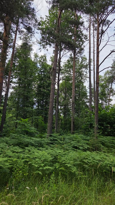 The image depicts a forest scene, likely in Cekule, Latvia. Tall, slender pine trees with sparse branches dominate the left side of the frame, their trunks extending upwards towards a partly cloudy sky. The forest floor is densely covered with vibrant green ferns and tall grasses on the right, creating a lush undergrowth. The lighting suggests it is daytime, possibly late afternoon given the soft light filtering through the trees. The overall impression is one of a tranquil, natural environment. There are no people, objects, or visible text in the image.