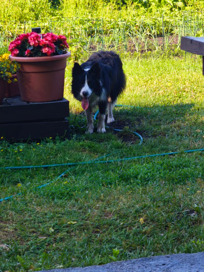 In Lapmežciems, Latvia, a black and white Border Collie dog stands on a grassy lawn. The dog has its tongue hanging out and is looking towards the camera. In the background, there are several large terracotta pots filled with vibrant pink and yellow flowers. A dark green garden hose is visible on the grass, winding across the foreground. Behind the dog and pots, a lush green garden with rows of plants and a wire fence can be seen. A portion of a wooden bench is also visible on the right side of the frame. The scene suggests a bright, sunny day in a garden setting.