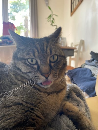 A close-up, slightly angled photograph depicts a tabby cat with its tongue sticking out. The cat is lying on a gray, textured blanket. Behind the cat, out of focus, are glimpses of a window and a blurred interior scene with clothes. The location in the city of Les Molières, France, is not verifiable based on the image alone.