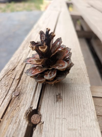 A close-up, eye-level shot captures a brown pinecone resting on weathered, light-colored wooden planks. The pinecone is positioned slightly off-center to the left, with its scales fanned open, revealing intricate textures and shades of brown and rust. The wooden surface beneath the pinecone exhibits prominent grain patterns, cracks, and two rusty nail heads, one in focus in the lower left and another slightly blurred further up. The background is blurred, with the soft focus suggesting an outdoor environment with muted greens and grays, hinting at a natural or semi-urban setting. The image appears to be taken in the city of Kenzhekol, Kazakhstan.