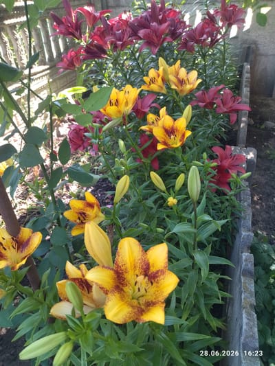 A medium shot shows a flowerbed filled with lilies in Zavodske, Ukraine. The lilies are a mix of deep red and vibrant yellow with red speckles. Several flowers are in bloom, while others are still buds. The plants are growing in a garden bed bordered by grey concrete slabs. In the background, a light-colored fence is visible. The lighting suggests it is daytime, possibly afternoon due to the timestamp.