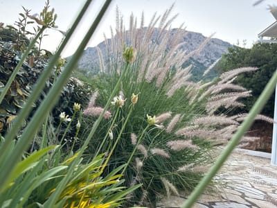 This is a photograph taken outdoors in Greece, likely in the Kassopaia Municipal Unit. The scene features a foreground of lush green plants, with tall, feathery ornamental grasses and some flowering plants in bloom. The background shows a majestic, rocky mountain range under a bright, overcast sky, suggesting it is daytime. The overall impression is one of natural beauty and tranquility. The setting appears to be a garden or a patio area, with glimpses of a paved surface and what might be part of a building with a white roofline visible on the right. The focus is on the interplay of textures and colors in the vegetation, with the soft plumes of the grass contrasting with the sharp lines of the mountain. There is no text visible in the image.
