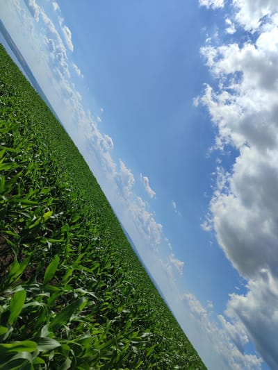 This media file shows a vast, green cornfield stretching into the distance under a bright blue sky dotted with white and gray clouds. The perspective is from ground level, looking out over the field, which is angled diagonally across the frame. The corn plants are tall and lush, with their broad green leaves catching the sunlight. The soil is dark and visible between the rows of crops.
In the background, a hazy horizon suggests the presence of land or a body of water. The sky is a vibrant blue, with dramatic clouds that range from fluffy white cumulus to darker, more imposing formations. The lighting suggests it is daytime, likely mid-morning or afternoon, with the sun casting shadows and illuminating the leaves. The weather appears to be fair, though the presence of some darker clouds hints at the possibility of changing conditions.
There are no people or specific objects visible in the frame, only the natural elements of the cornfield, sky, and clouds. The scene evokes a sense of expansiveness and the bounty of nature. The location is identified as Costești, Moldova, suggesting a rural agricultural setting. There is no visible text in the image.