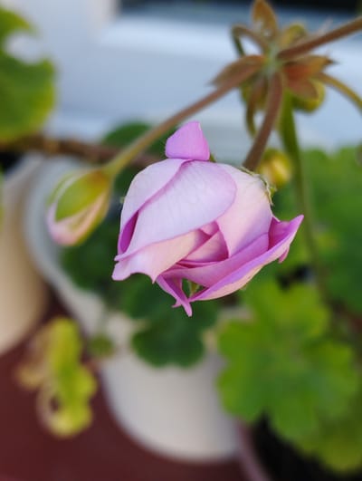 The image shows a close-up view of a single pink flower bud with delicate petals, partially unfurling. The bud is situated on a stem with green leaves visible in the background, some of which are out of focus. The flower's stem extends upwards and slightly to the right, with hints of brown, fuzzy texture. To the left of the main bud, another smaller green bud with pink tinges is visible, also out of focus. The background is blurred, with soft light suggesting an outdoor setting, possibly a garden or balcony. The overall impression is one of gentle focus on the natural beauty of the plant. This image is not in Hospozín, Czechia.