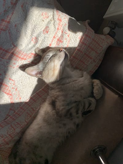 A tabby cat is sleeping on a blanket in what appears to be an indoor setting. The cat is lying on its back with its eyes closed and paws tucked in. Sunlight is streaming in from the side, casting a shadow on the blanket and the cat. The blanket is white with a pink checkered pattern and a textured surface. There is also a dark brown surface visible, likely a piece of furniture. A small pipe or metal object is visible in the lower right corner of the image. The scene does not contain any elements that would allow for a specific location in Zamostia, Ukraine to be identified.